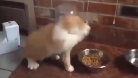 Told my master - I'm allergic