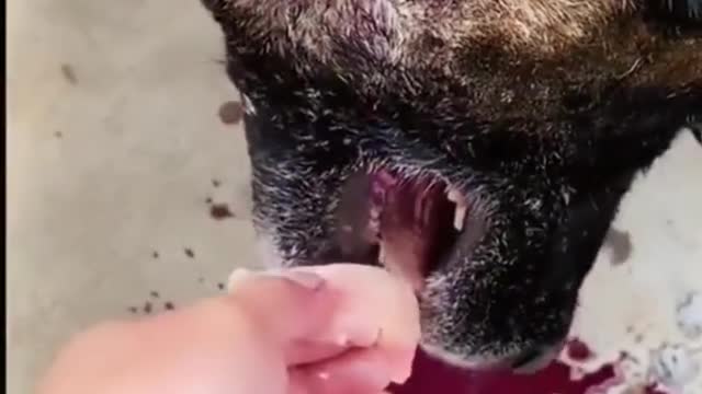 Dogs funny moments.
