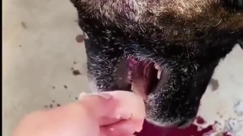 Dogs funny moments.