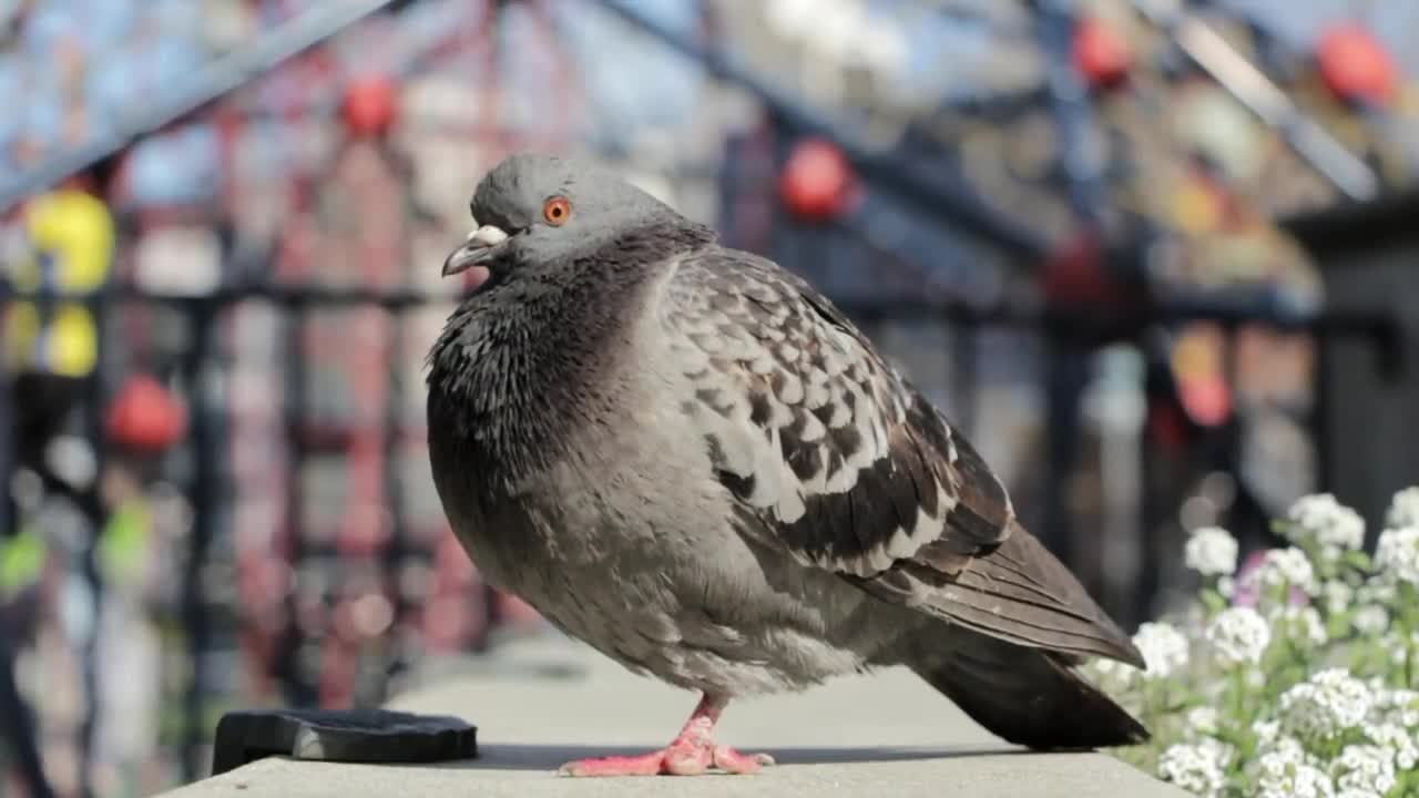 turkey-poultry-food-holiday-dinner-