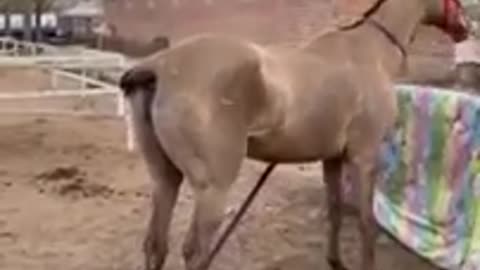 Best wild horses Mare revolutionizing young foals future stallions Horses 55