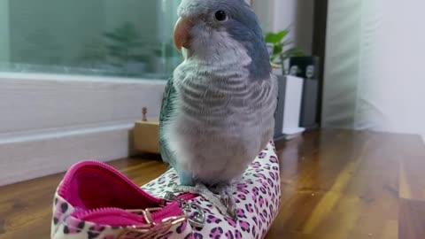 Parrot, what are you doing sitting still?