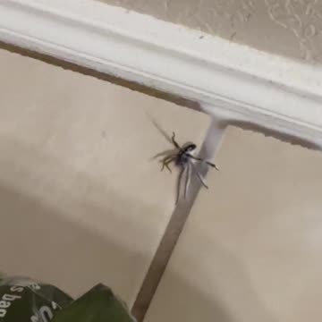 Wolf spider invades
