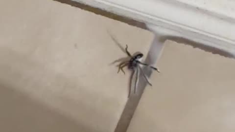 Wolf spider invades