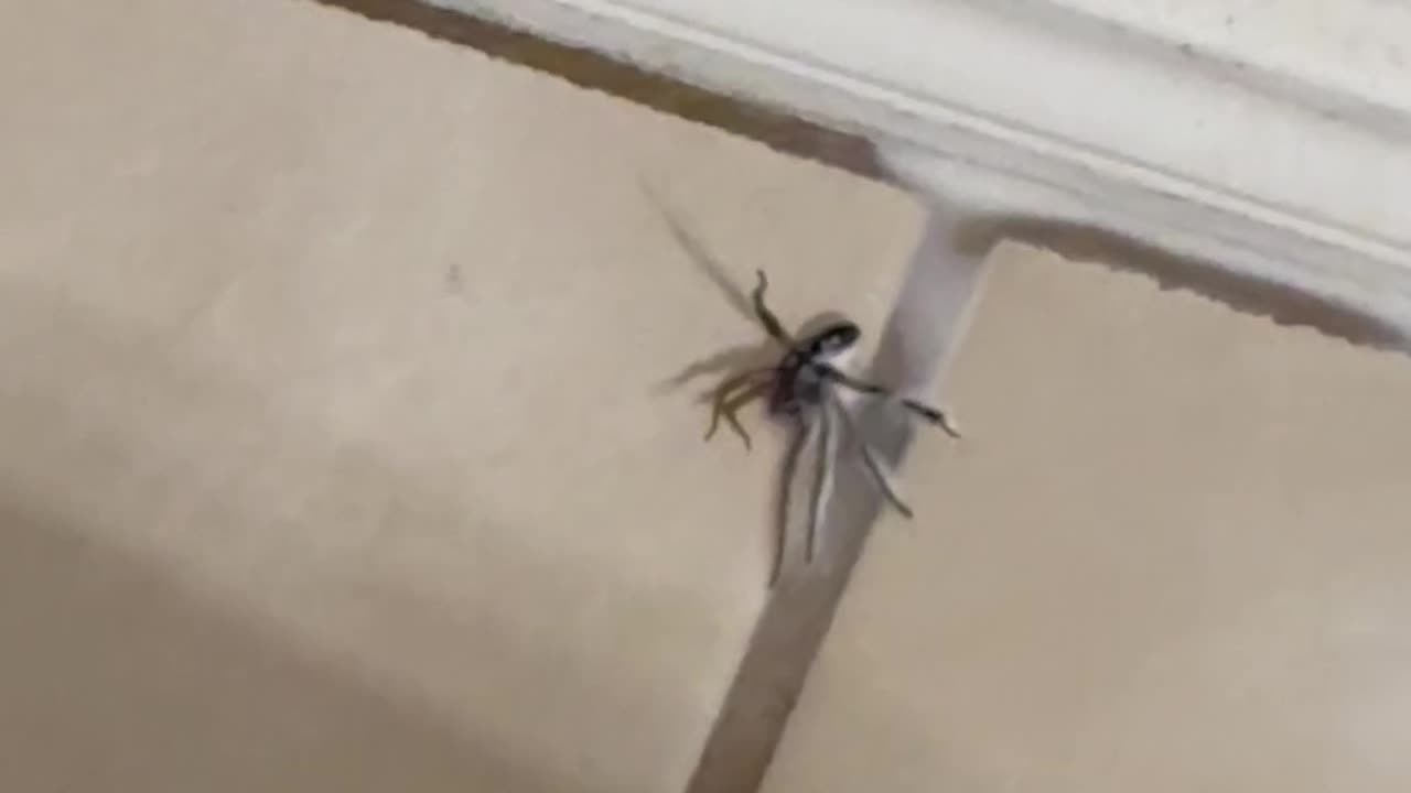 Wolf spider invades