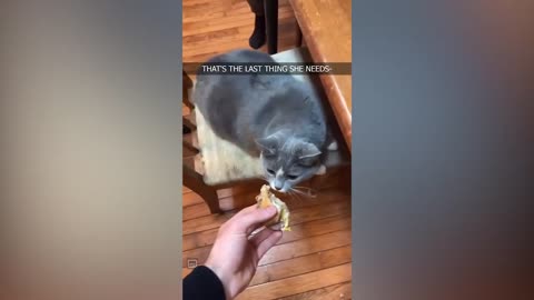 Funniest Animals 😄 New Funny Cats and Dogs Videos 😹🐶