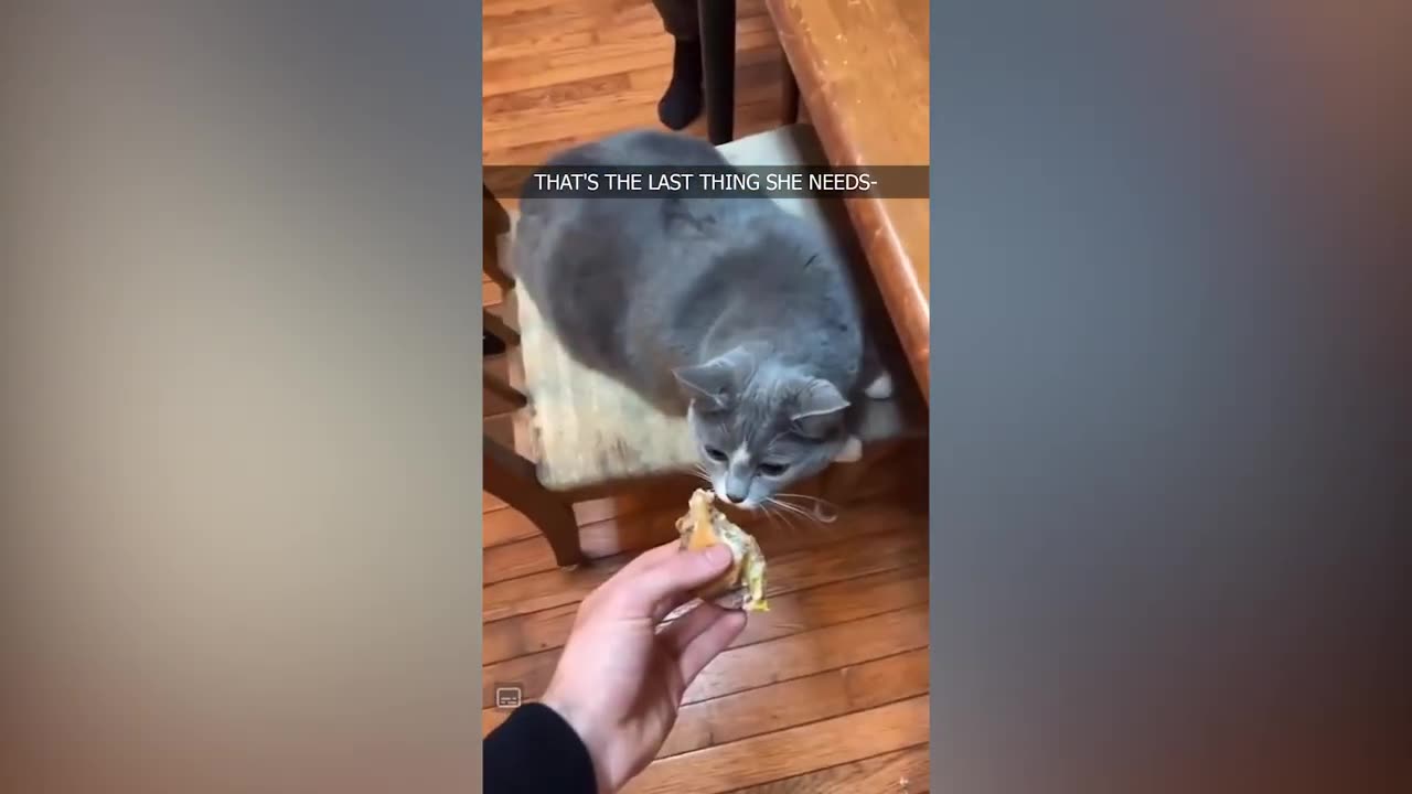 Funniest Animals 😄 New Funny Cats and Dogs Videos 😹🐶