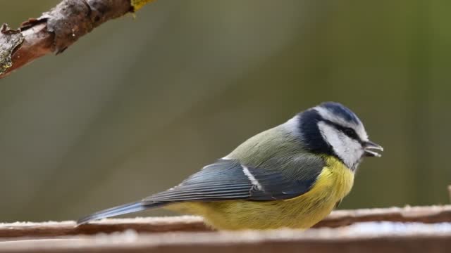 Bird nature life