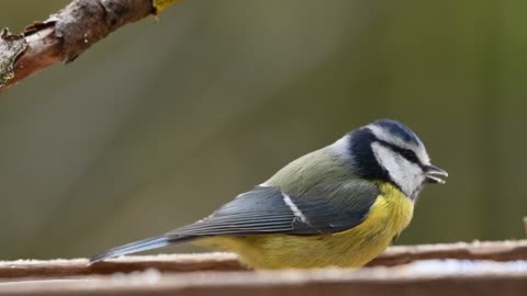 Bird nature life