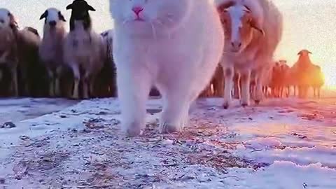 Cute animal 1: cat and goat