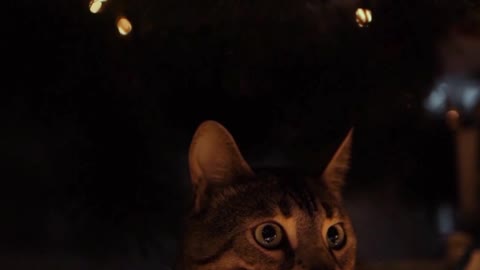 Cat in Night Light