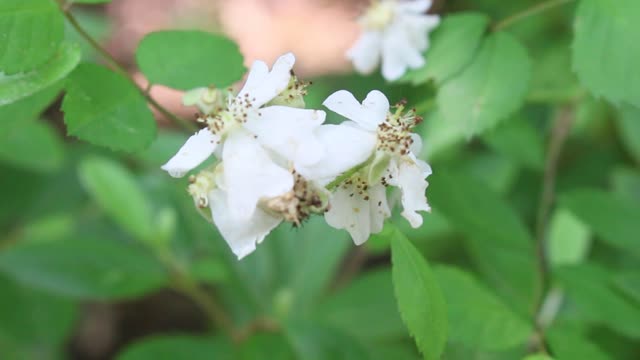 The beautiful little flower of Namhansanseong Fortress