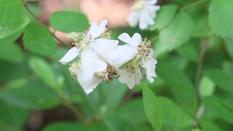 The beautiful little flower of Namhansanseong Fortress