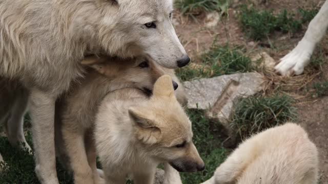Uk dog and fox nice video||√ #rumble
