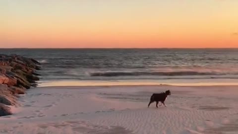 Play with my dog on the beach