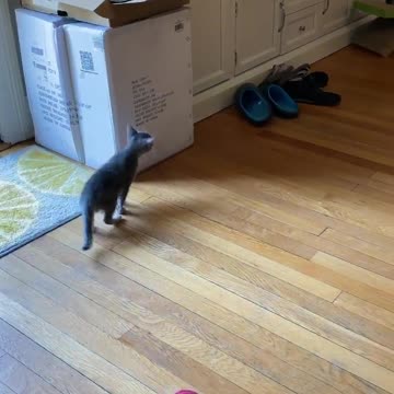 Grey Cat Lying On Bed jah