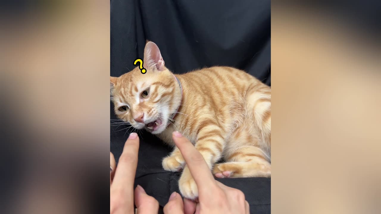 What happens when you point your finger at a cat?