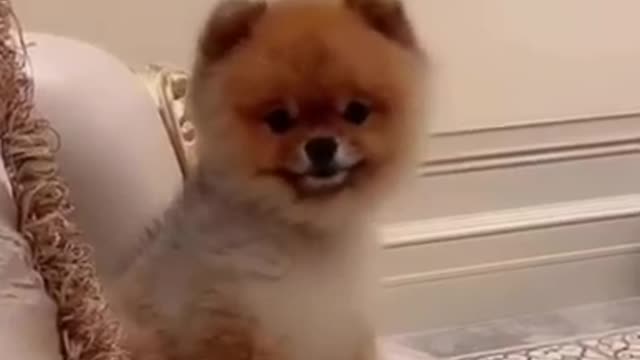 Comedy animal videos #cat #dog animals videos