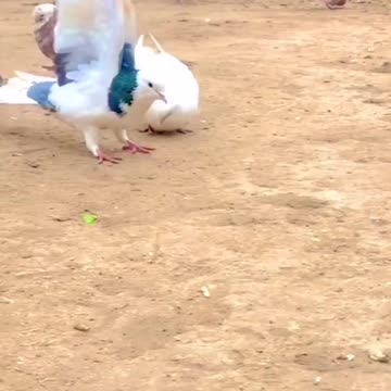 The pigeon dance amazing video 2022