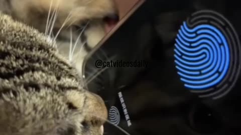 Cat Fingerprint Scanner