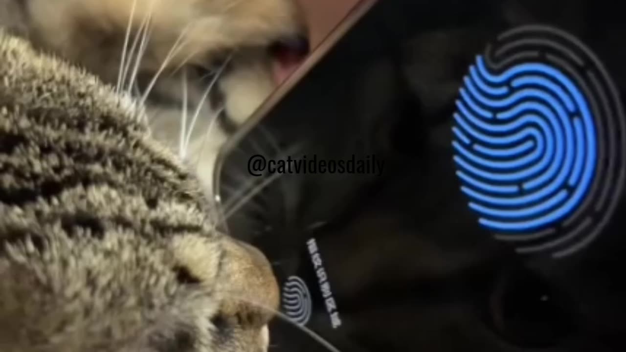 Cat Fingerprint Scanner