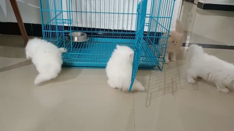 Adorable Persian Cats