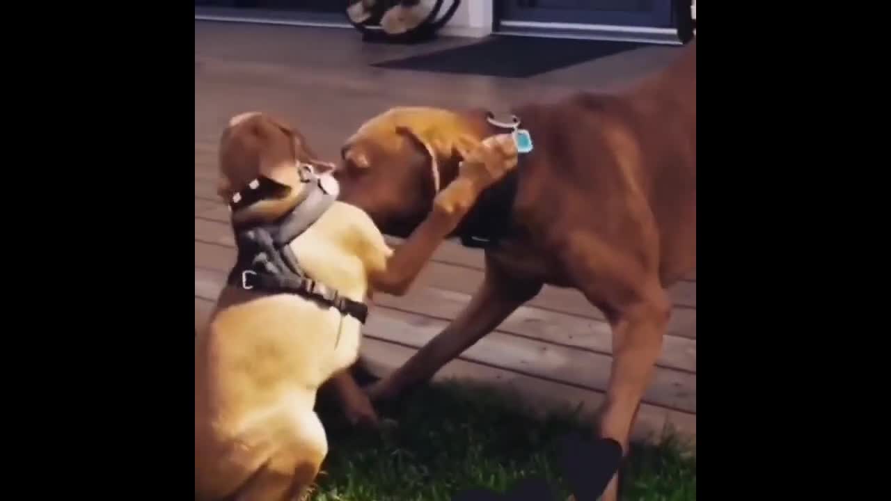 🤣 Funniest Dogs and Cats - Awesome Funny Pet Animals Life Videos 😇