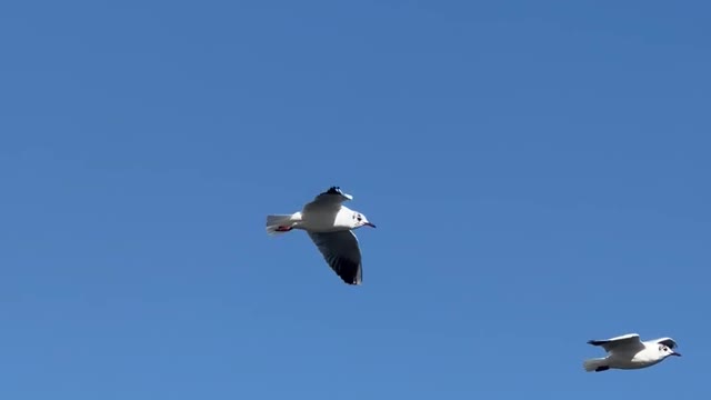 Birds flying in sky and enjoying nature's beauty | YoBro