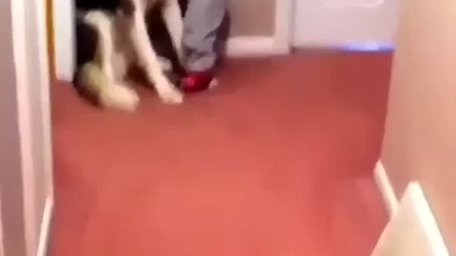 Cute baby runs to a dog in fear of a vacuum