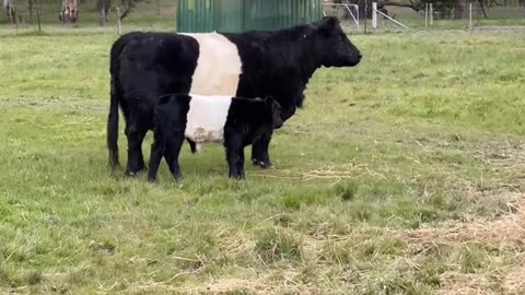 Cow-mooflage 😂