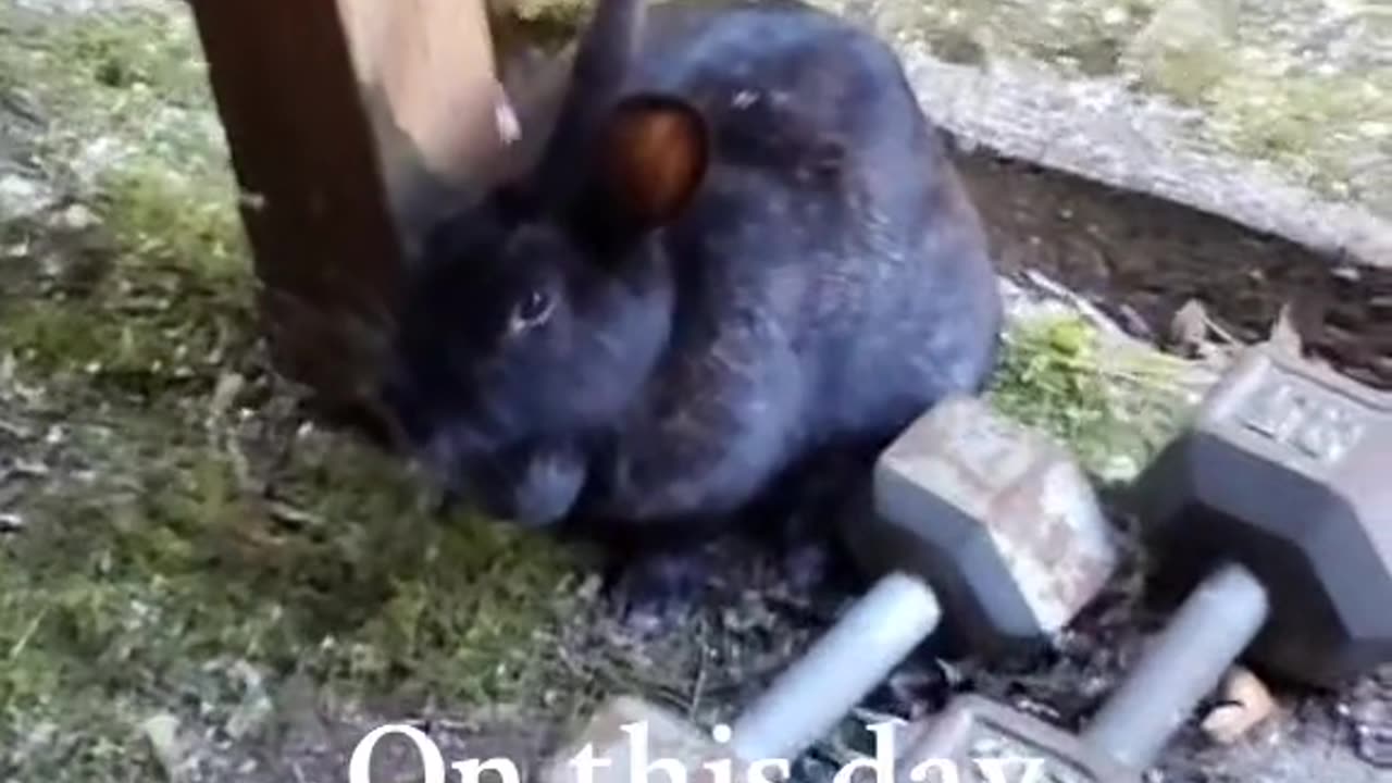 Rabbit identification song