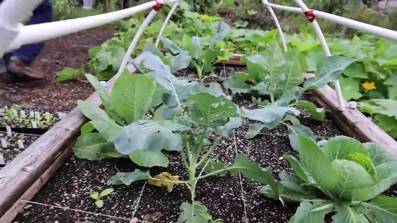 bad storm reveals massive ancient vegetable