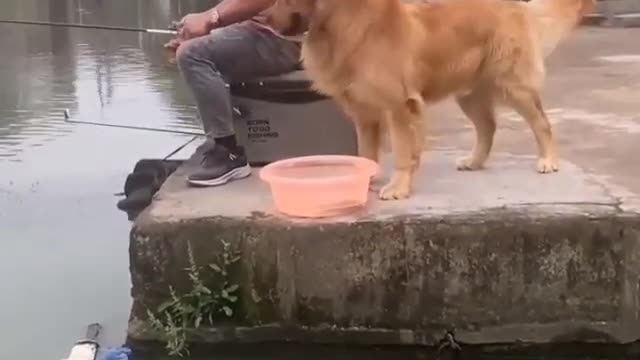 DOG SAVING THE FISH ......😍❤