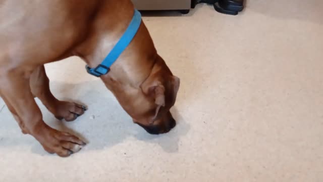 Tough Pizza Crust Challenges Gluttonous Rhodesian Ridgeback!