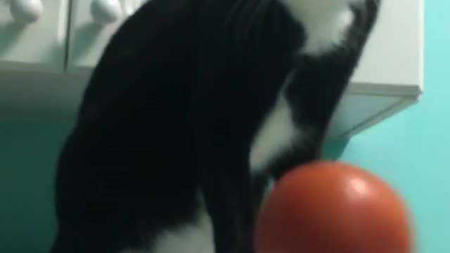 Black and white cat knocks off tomato