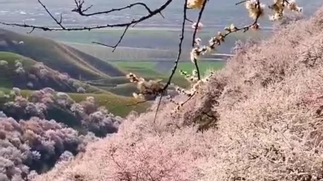 Patches of pink flowers on the trees