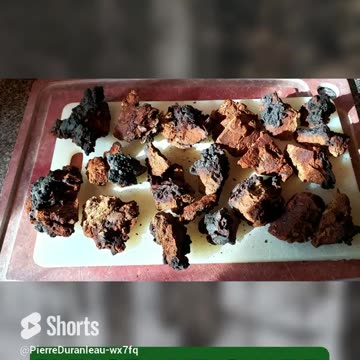 #Shorts Chaga Tea Preparation (part 1)