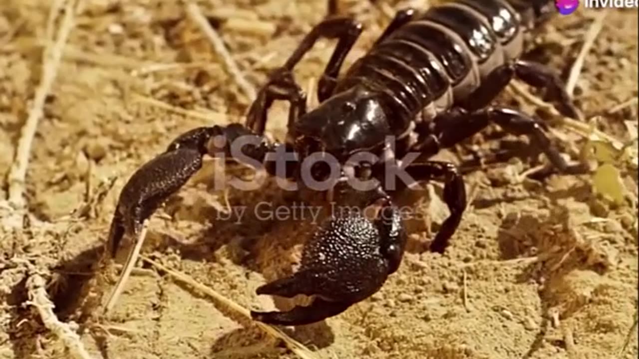 Scorpion Anatomy- Nature's Ultimate Predator Adaptations