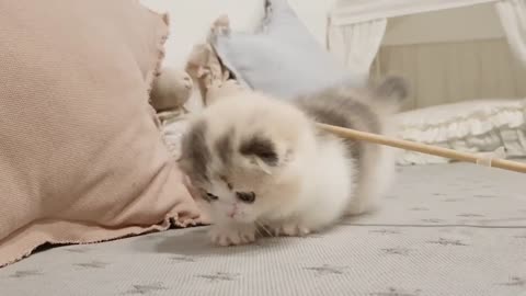 The cutest kitten in the world! watch