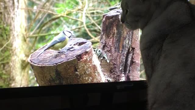 Cleo's Bird Video Obsession