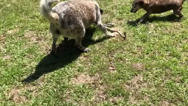 Dogs eat snake