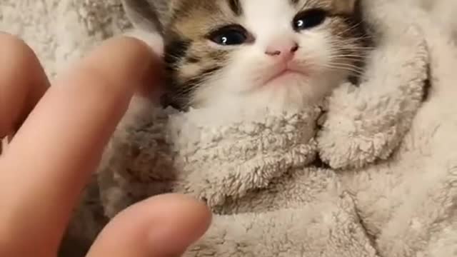 funny Baby Cats - Cute and Aww Cat Videos Compilation - Cute Animals