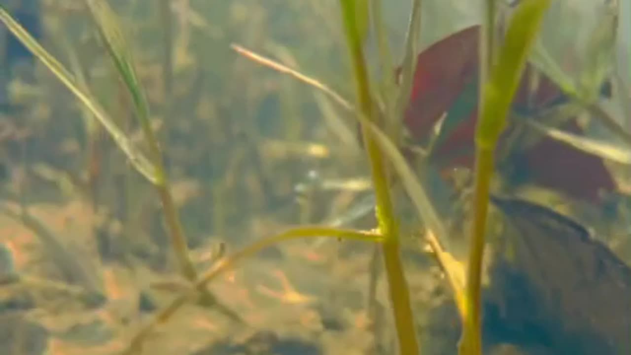 Natural beauty under water