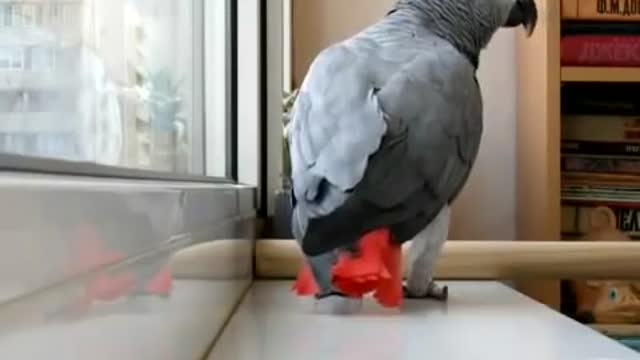 Talking parrot very funny talking and singing