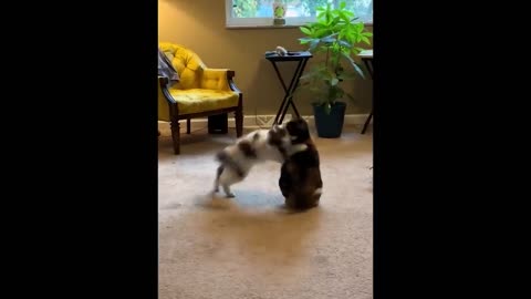 Funny cats dogs