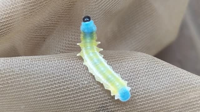 Iridescent Caterpillar Crawls Across Butterfly Net