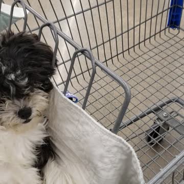 Trucker trying to survive