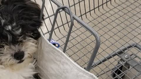 Trucker trying to survive