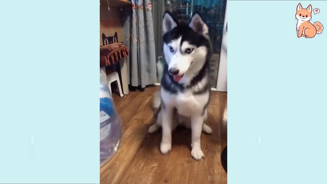 Compilation of the cutest smart dogs that can make you laugh.