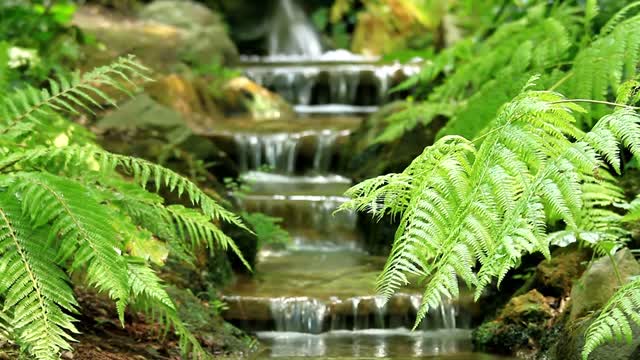 Mountain streams and mossy rocks